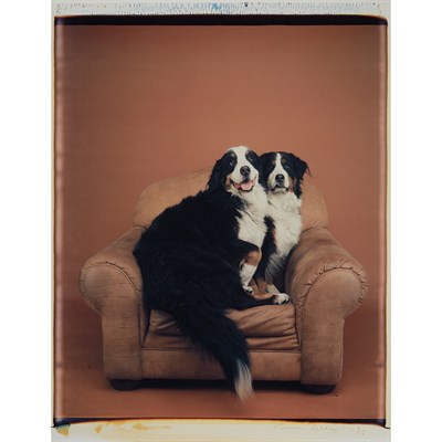 Lot 582 - WEGMAN, WILLIAM (b. 1943) Two Dogs on a Chair,...