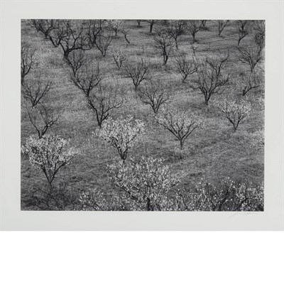 Lot 517 - ADAMS, ANSEL (1902-1984) Orchard, Early Spring...