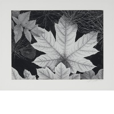 Lot 515 - ADAMS, ANSEL (1902-1984) Leaf, Glacier Bay...
