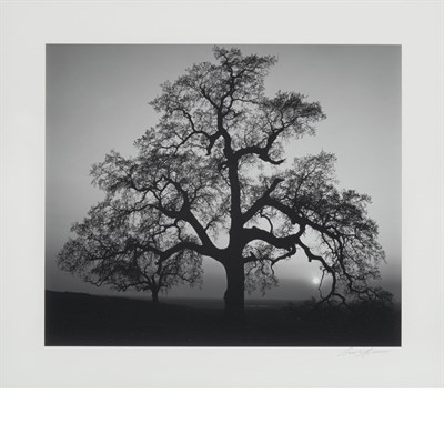Lot 513 - ADAMS, ANSEL (1902-1984) Oak Tree, Sunset City...