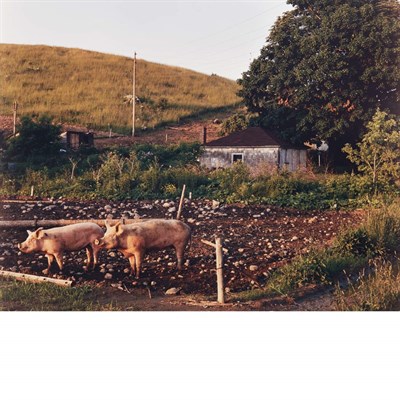 Lot 574 - STERNFELD, JOEL (b. 1944) Cato, New York, May...