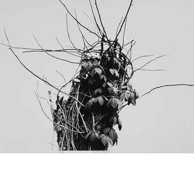 Lot 545 - MATTER, HERBERT (1907-1984) Tree Stump, 1978....
