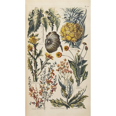 Lot 214 - [COLOR PLATE] [HILL, JOHN, Sir]. Eden: or, a...