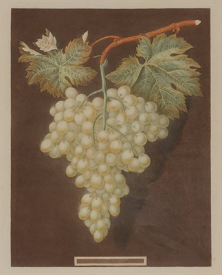 Lot 94 - George Brookshaw (1751-1823) [FRUIT STUDIES]...