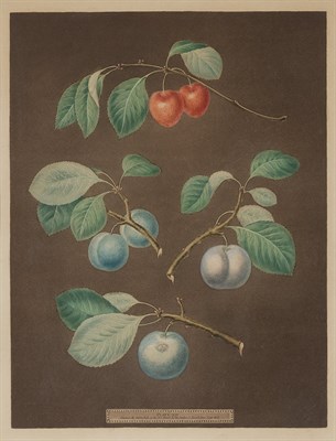 Lot 95 - George Brookshaw [FRUIT STUDIES] Eight...