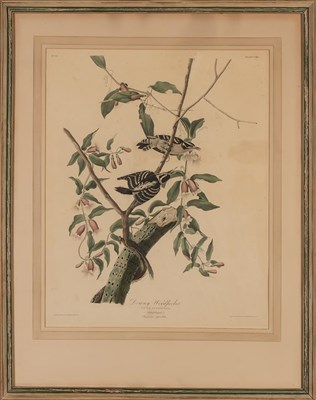 Lot 96 - After John James Audubon (1785-1851) DOWNY...