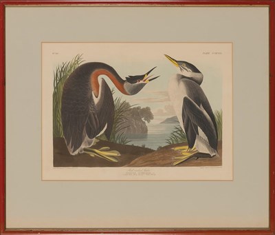 Lot 97 - After John James Audubon RED-NECKED GREBE Hand-...