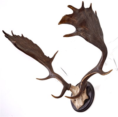Lot 1499 - Group of Five Antlers Each mounted on a wood...