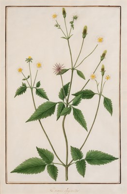 Lot 83 - Anglo/Indian School 19th Century Botanical...