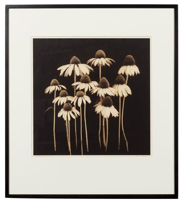 Lot 103 - BARROW, REENIE (b. 1944) Saltate I, 2011. Iris...