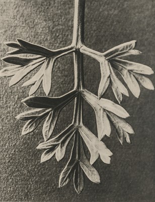 Lot 45 - BLOSSFELDT, KARL (1865-1932) Group of...