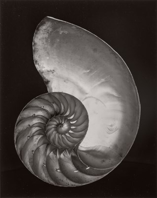Lot 134 - WESTON, EDWARD (1886-1958) Shell [Nautilus,...