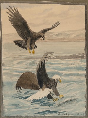 Lot 1133 - Louis Agassiz Fuertes American, 1874-1927...
