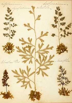 Lot 152 - [ARMSTRONG, MARY ANNE.] New Zealand Ferns....