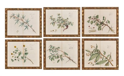 Lot 94 - Hendrick Adriaan van Rheede (1636-1691) PLANT...