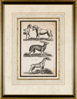 Lot 71 - Joannes Jonstonus (1603-1675), author