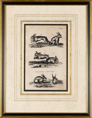 Lot 71 - Joannes Jonstonus (1603-1675), author