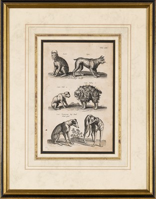 Lot 71 - Joannes Jonstonus (1603-1675), author