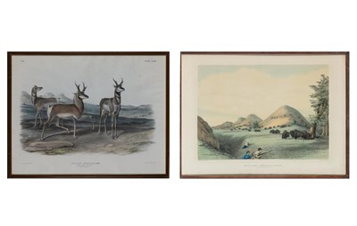 Lot 1009 - After John James Audubon (1785-1851)...