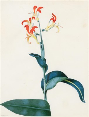 Lot 539 - Peter Brown British, fl. 1758 1799 A Lily in...