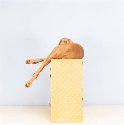 Lot 63 - WILLIAM WEGMAN. Vanity, 1996.