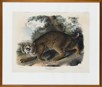 Lot 1006 - After John James Audubon (1785-1851) COMMON...