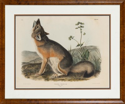 Lot 1008 - After John James Audubon (1785-1851) SWIFT FOX...