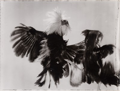 Lot 565 - HIRO [=Yasuhiro Wakabayashi] Game Fowl, New...