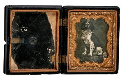 Lot 517 - [DAGUERREOTYPE-ANIMAL] Daguerreotype of a dog,...