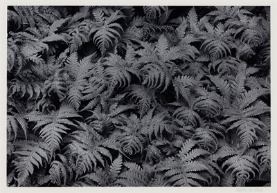 Lot 699 - George Tice: Ferns, Peekamoose, New York, 1971