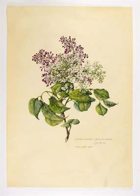 Lot 1 - ANGEL, MARIE Syringia Vulgaris x Glory of...