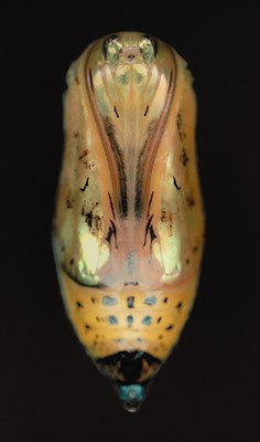 Lot 3065 - Adam Fuss, Untitled Unique