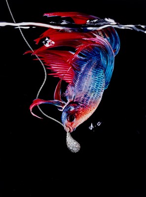 Lot 203 - Hiro. Betta splendens with jewelry