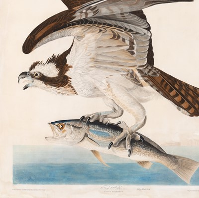 Lot 3 - After John James Audubon (1785-1851)