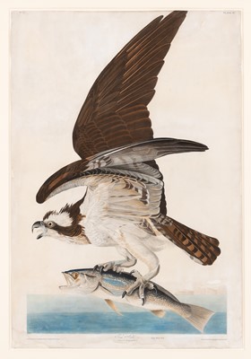 Lot 3 - After John James Audubon (1785-1851)