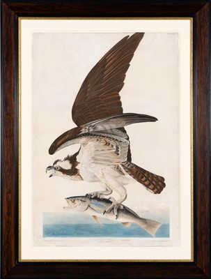 Lot 3 - After John James Audubon (1785-1851)