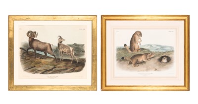 Lot 6 - After John James Audubon (1785-1851)