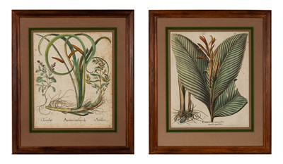 Lot 266 - Basilius Besler (1561-1629)