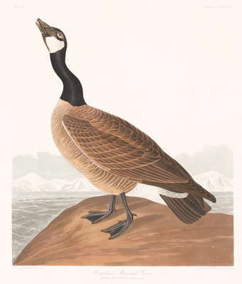 Lot 5 - After John James Audubon (1785-1851)