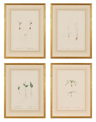 Lot 70 - After Pierre-Joseph Redouté (1759-1840)
