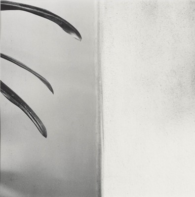Lot 3090 - Robert Mapplethorpe. Amaryllis