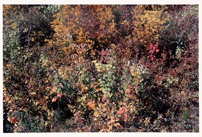 Lot 3042 - Harry Callahan. Providence, leaves