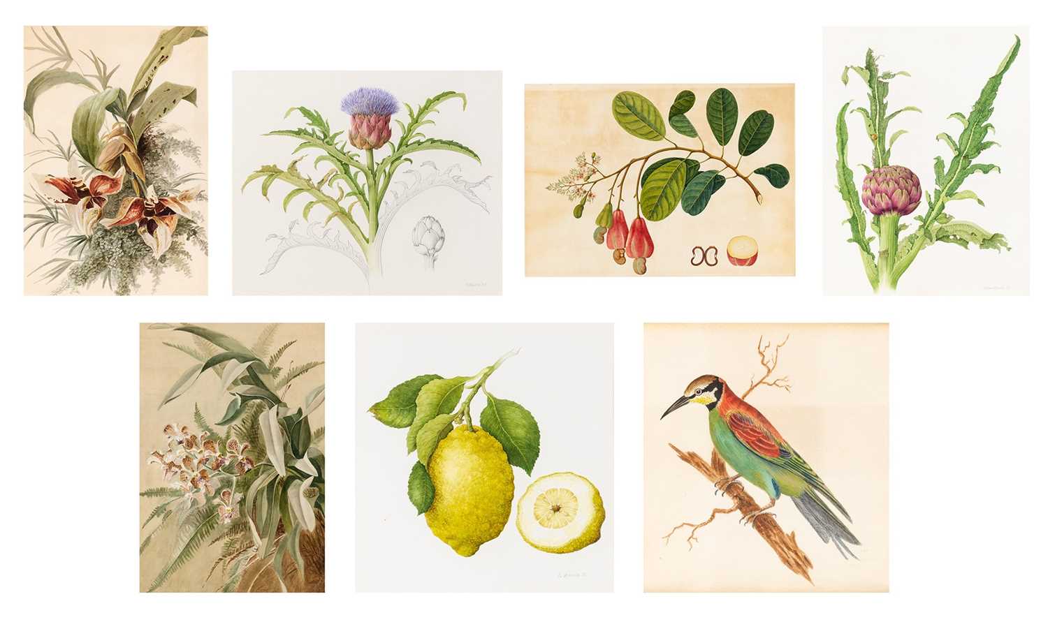 Lot 51 - Group of Seven Botanical and Bird Paintings