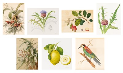 Lot 51 - Group of Seven Botanical and Bird Paintings