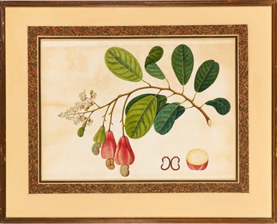 Lot 51 - Group of Seven Botanical and Bird Paintings