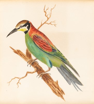 Lot 51 - Group of Seven Botanical and Bird Paintings