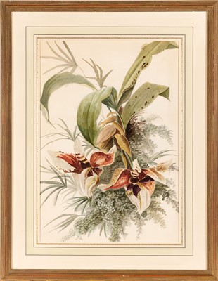 Lot 51 - Group of Seven Botanical and Bird Paintings
