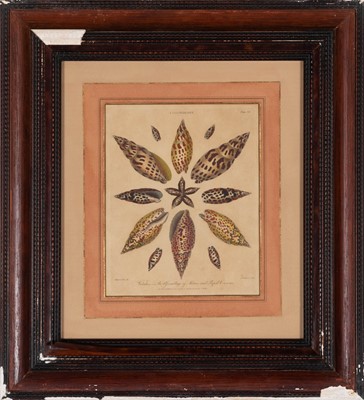 Lot 50 - After Albertus Seba (1665-1736)