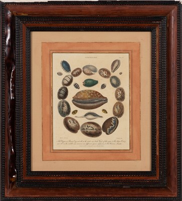 Lot 50 - After Albertus Seba (1665-1736)