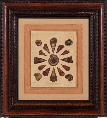 Lot 50 - After Albertus Seba (1665-1736)